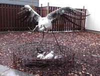 /album/miro-pallo/bocian-zuzi-a-klarca-jpg/